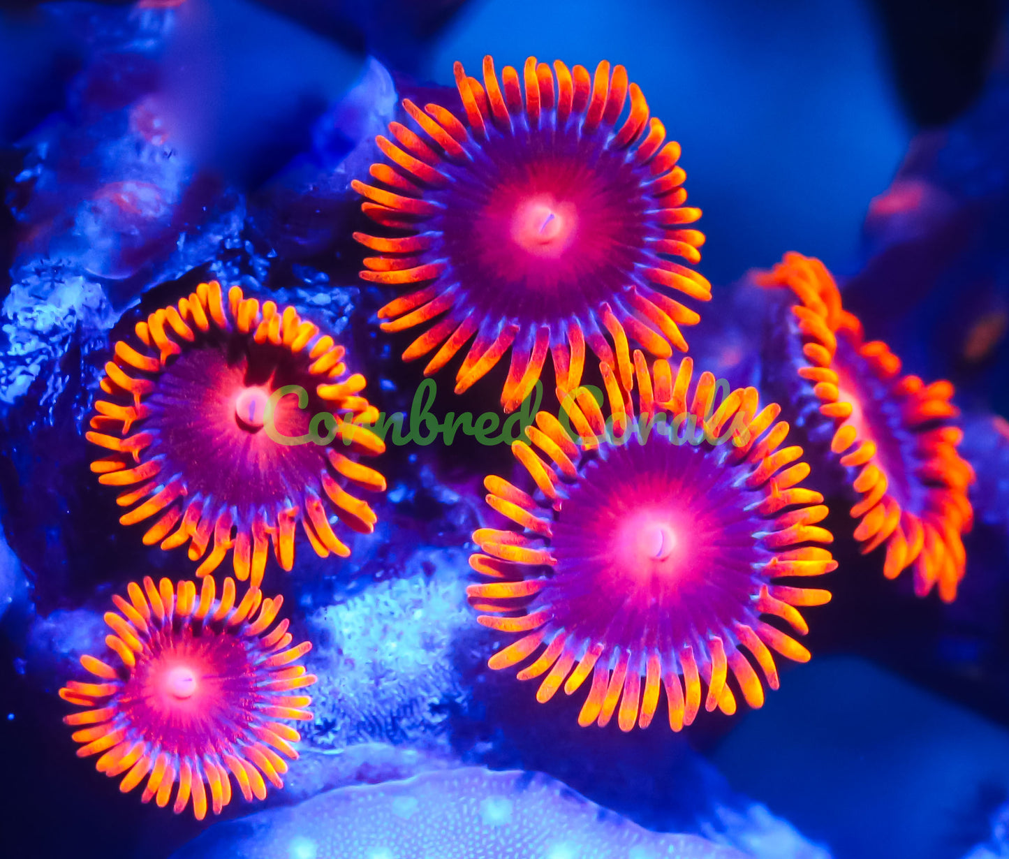 Cornbred's Flaming Bam Bam Zoas