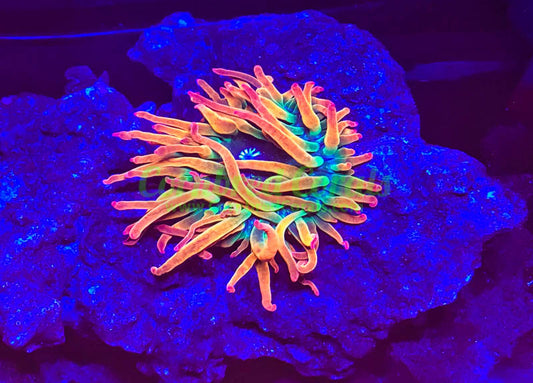 Cornbred's Solar Flare BTA Nem