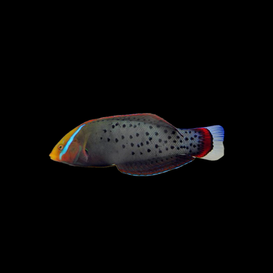 Formosa Wrasse - Sri Lanka