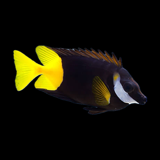 Foxface Fish Color Saltwater Fish – Cornbred Corals