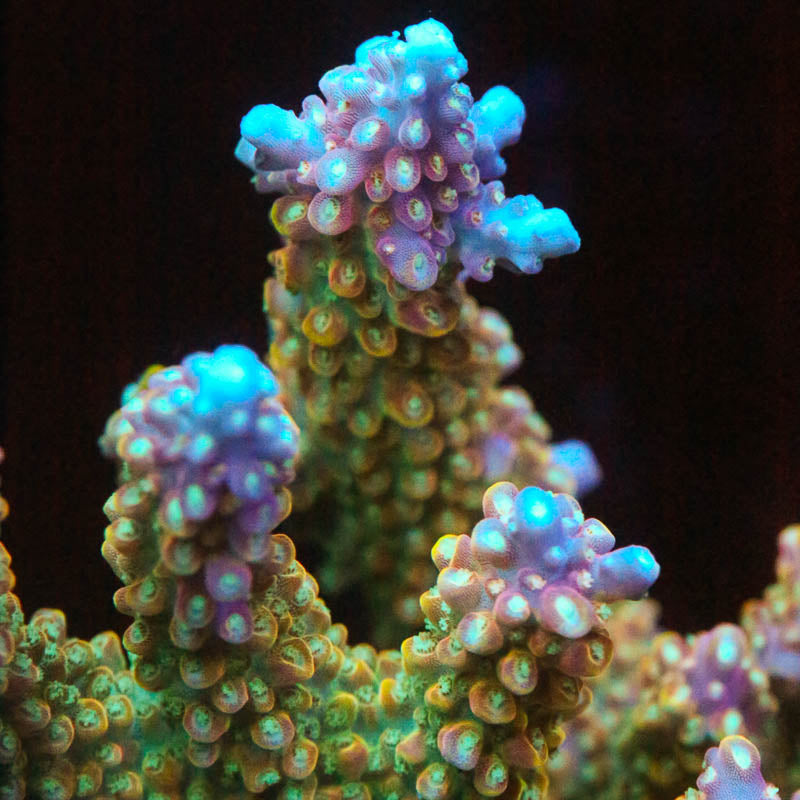 Cornbred's Fruity Pebbles Acro – Cornbred Corals