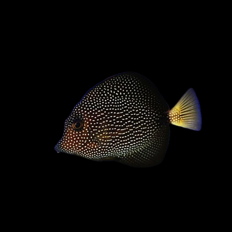 Gem Tang - Madagascar