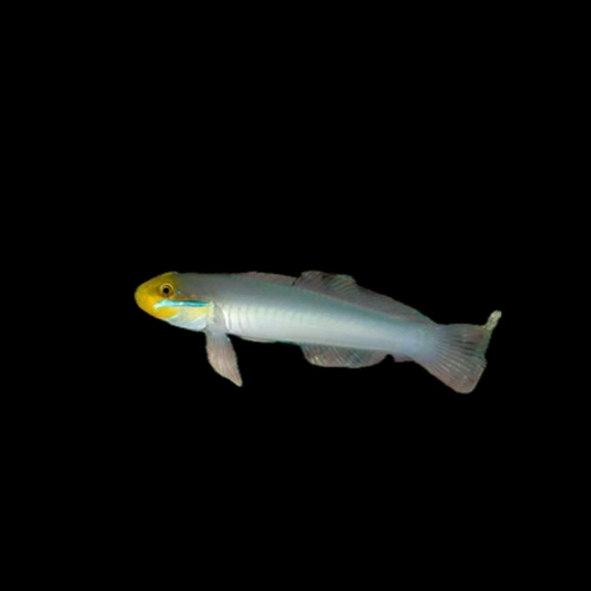 Gold Head Sleeper Goby