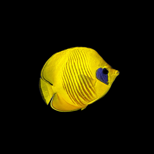 Golden Semilarvatus Butterfly Fish - Red Sea