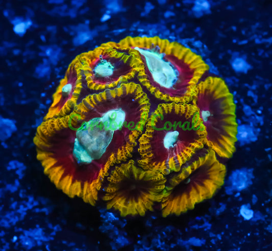 Cornbred's Golden Dragon Favia