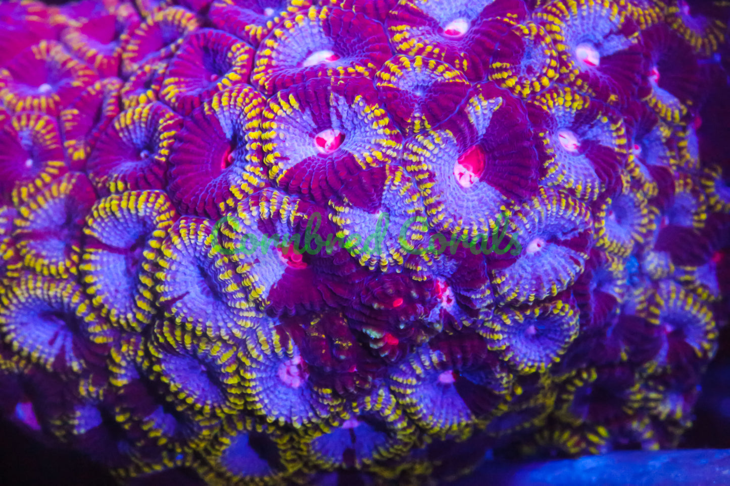 Cornbred's Grafted Dragon Jewel Favia - WYSIWYG