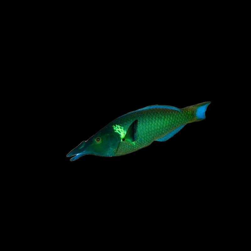 Green Bird Wrasse
