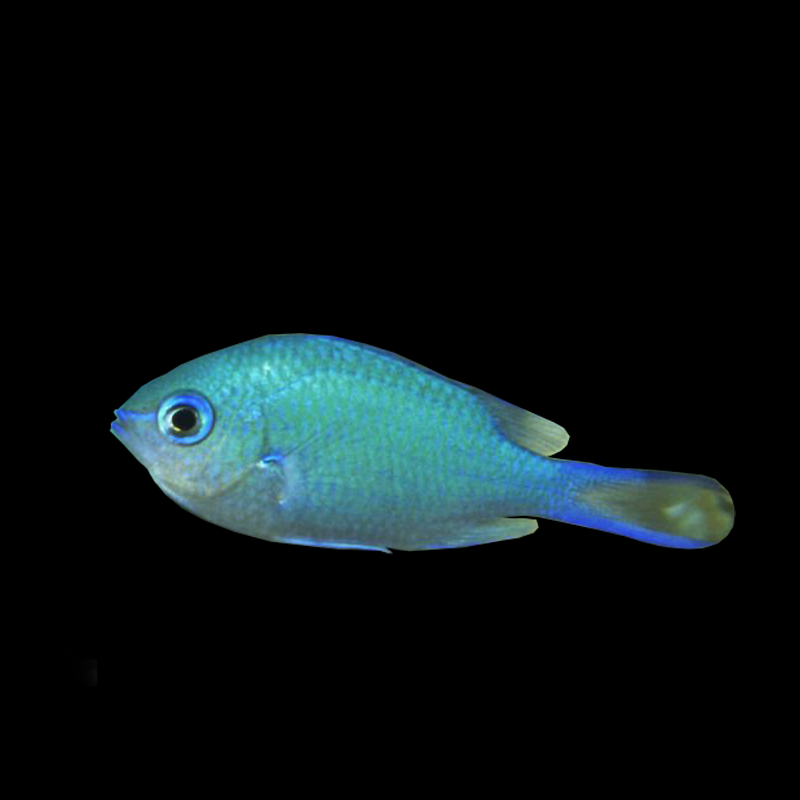 Green Reef Chromis - Indonesia