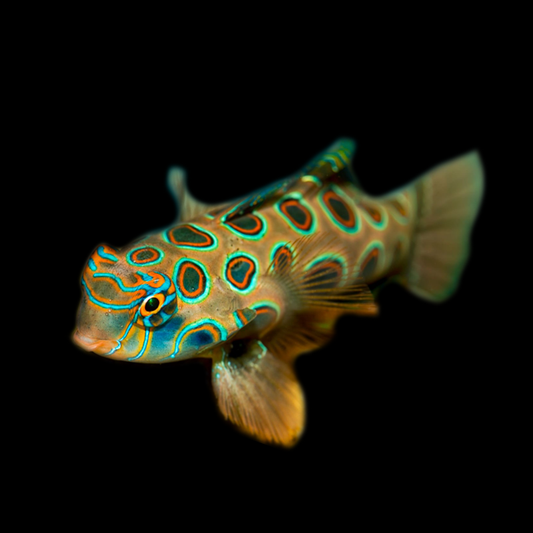 Spotted Mandarin Dragonet