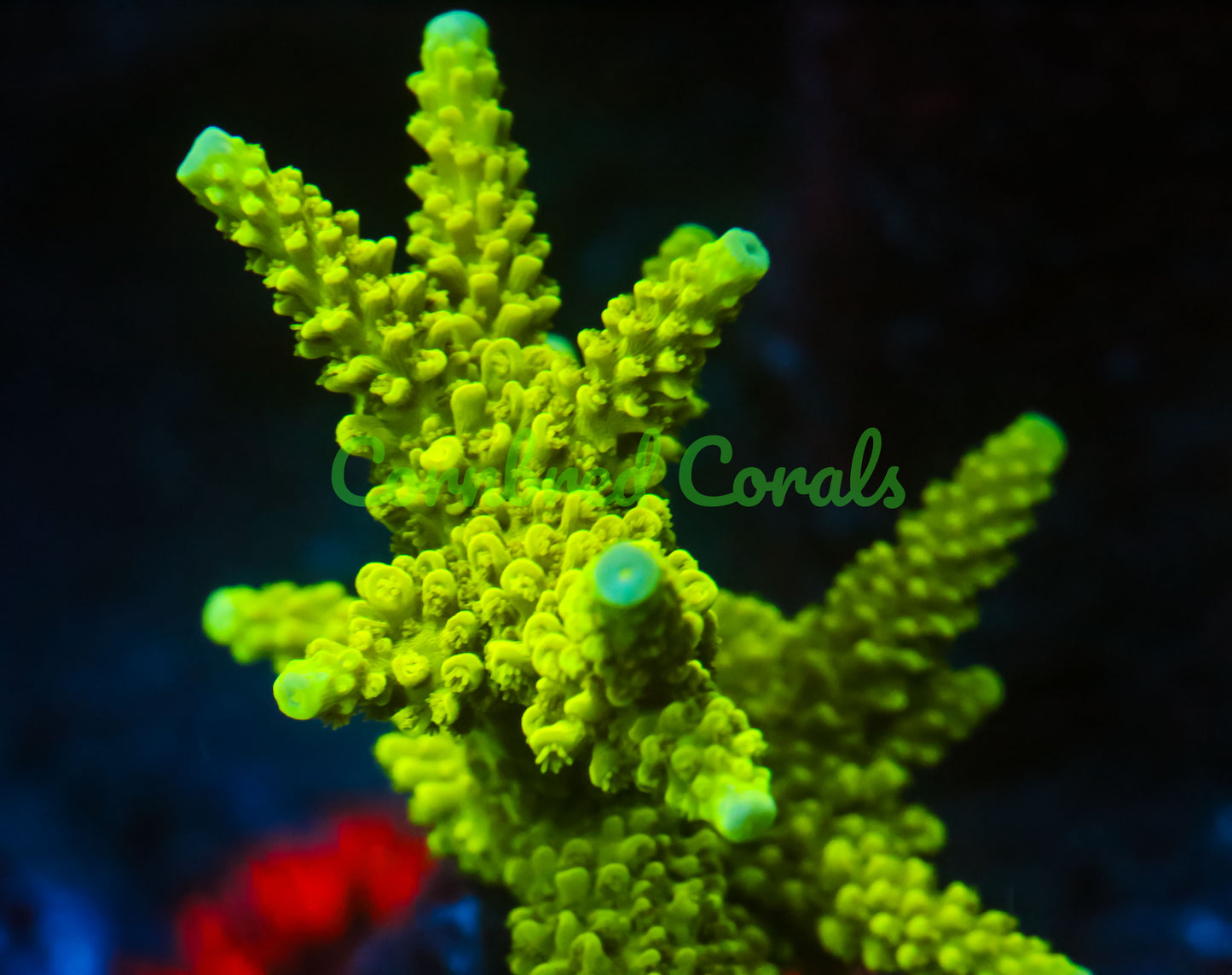 Cornbred's Green Slimer Acro