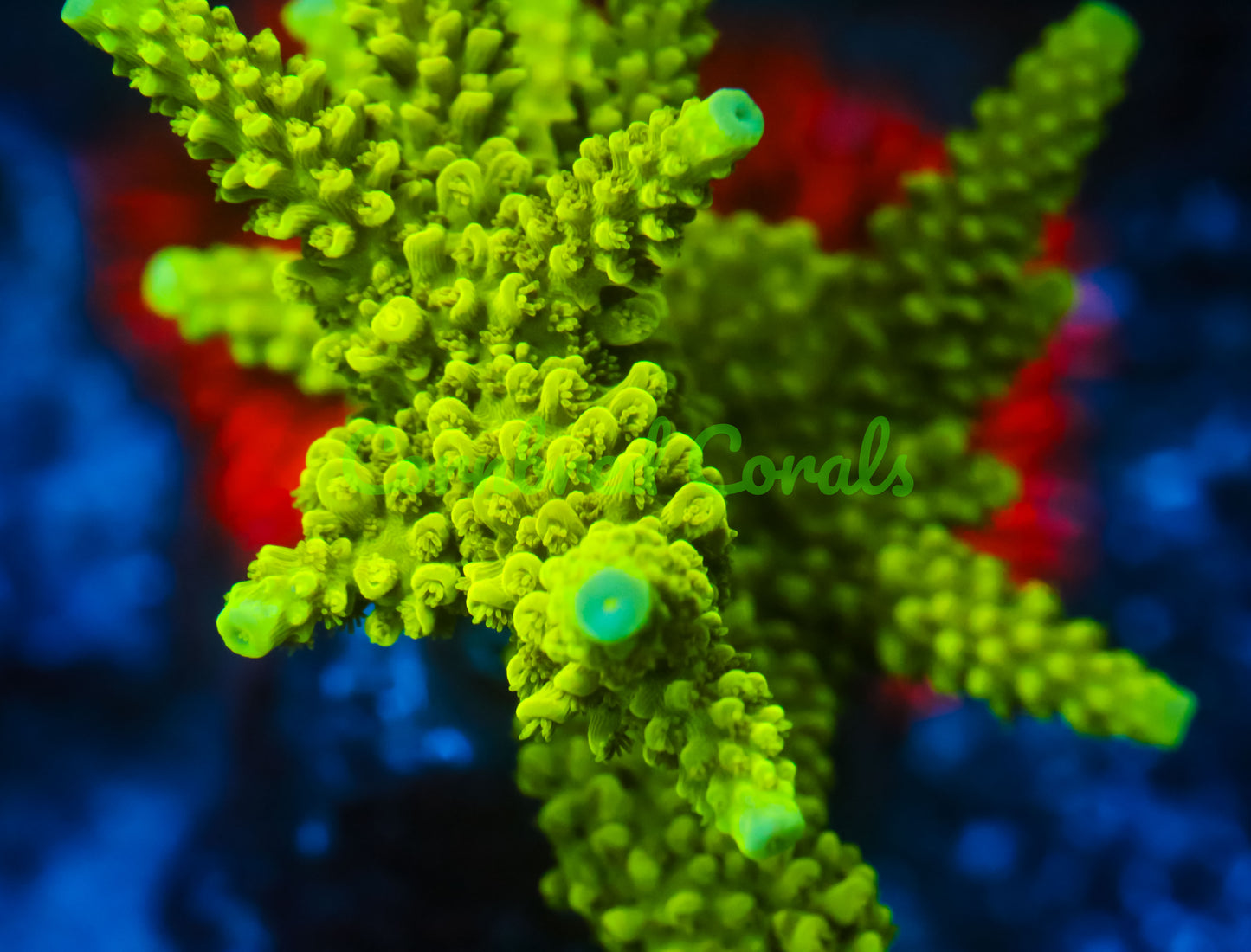 Cornbred's Green Slimer Acro