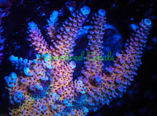 Cornbred's Hot Pink Lemonade Acro