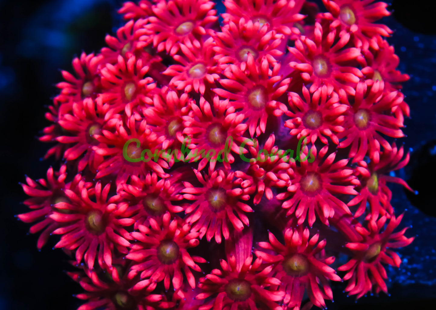 Cornbred's Hot Pink Sunflower Gonipora - WYSIWYG