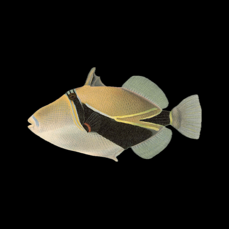 Humu Humu Rectangle Trigger fish – Cornbred Corals