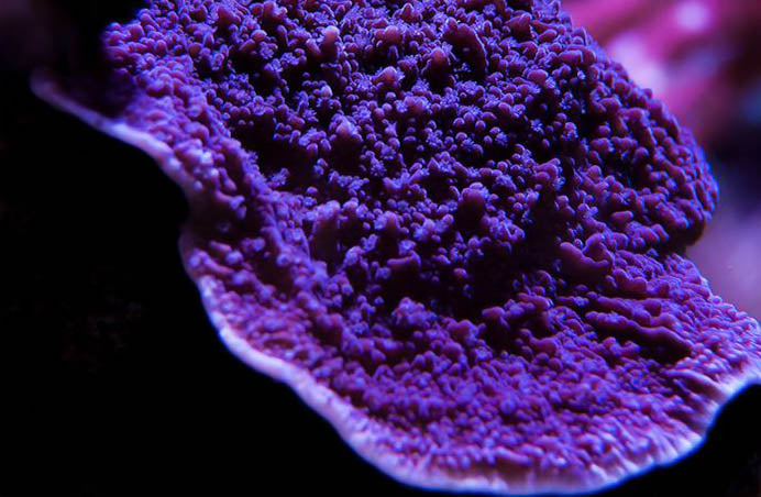 Cornbred's Idaho Grape Monti