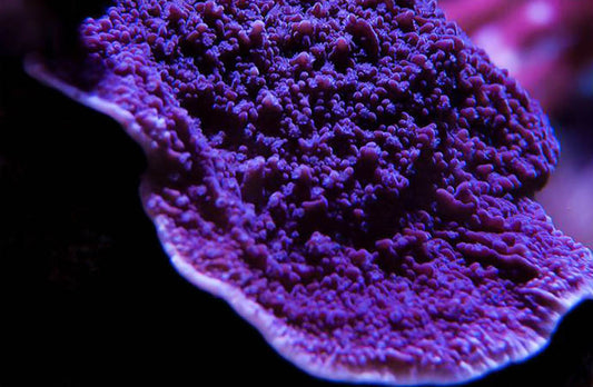 Cornbred's Idaho Grape Monti