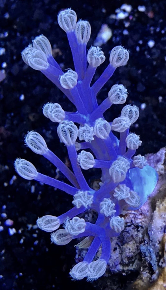 Cornbred's Blue Cespitularia Xenia