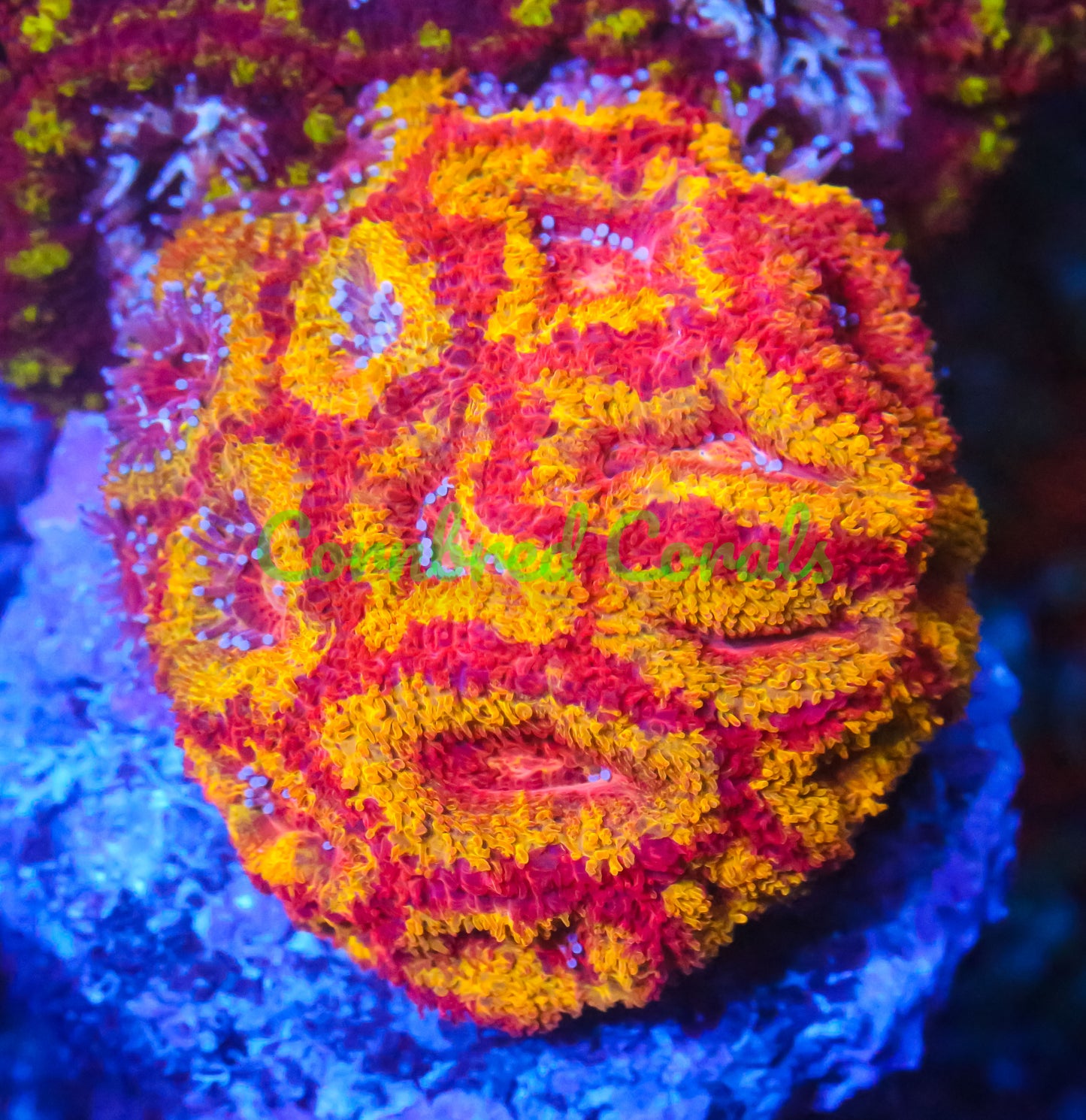 Cornbred's Iron Man Acan