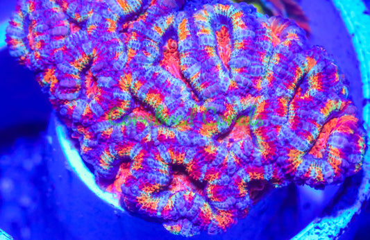 Cornbred's Jelly Bean Acan