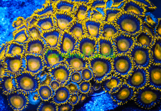 Cornbred's King Midas Zoas