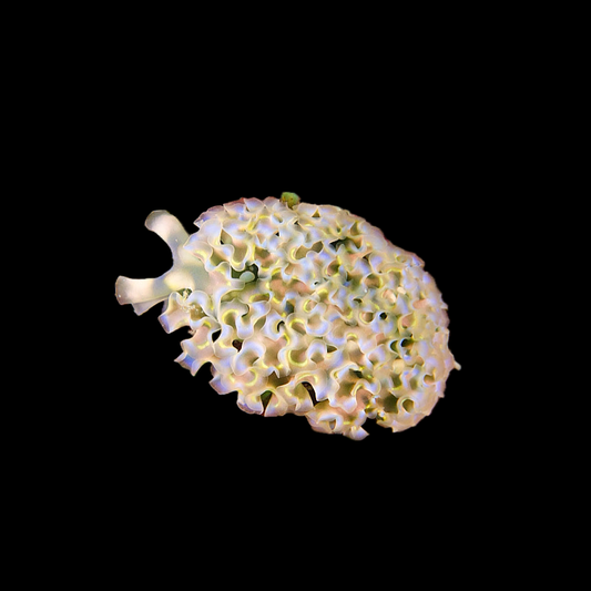 Lettuce Nudibranch