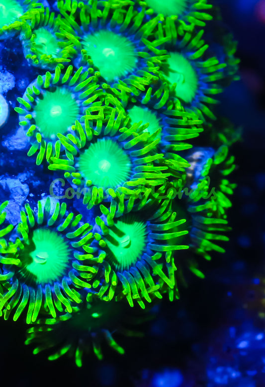 Cornbred's Limeade Zoa