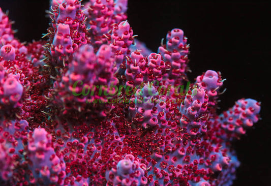 Cornbred's Mad Raver Milli