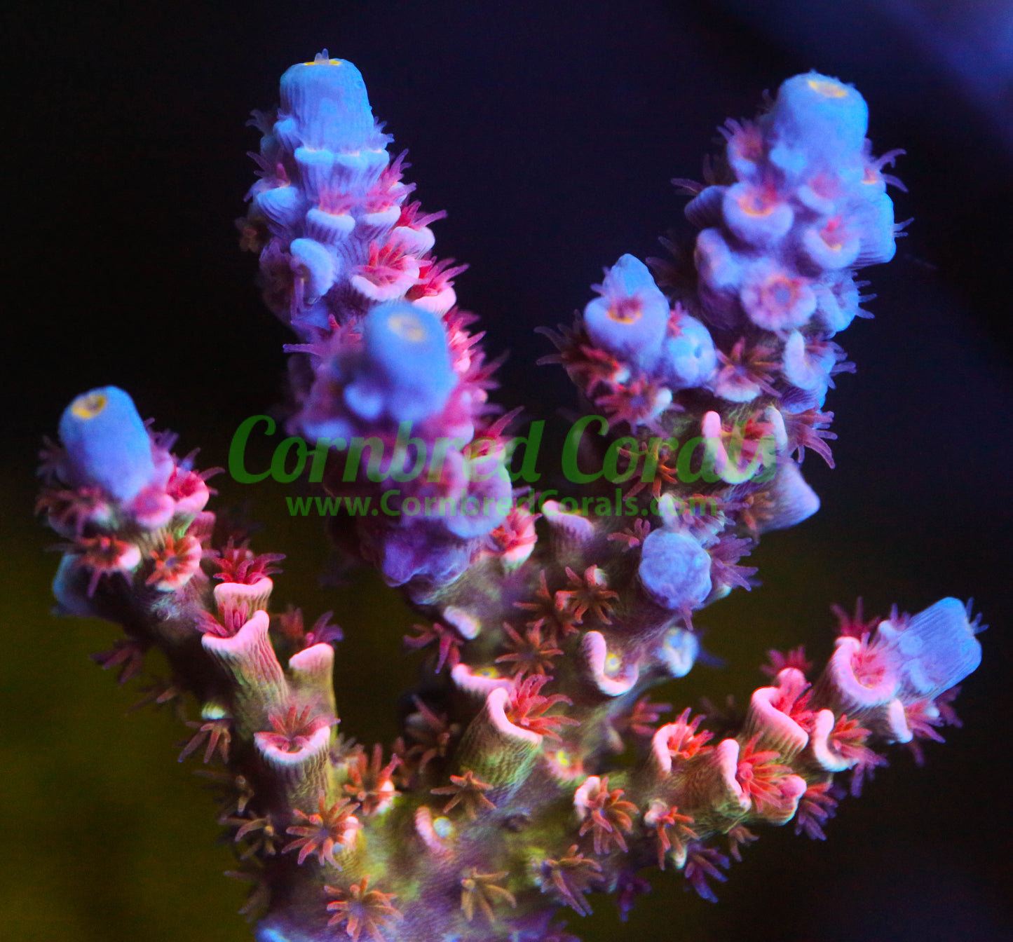 Cornbred's Magic Stick Acro - WYSIWYG