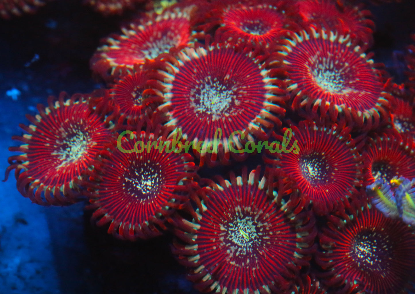 Cornbred's Master Magician Godz Palys