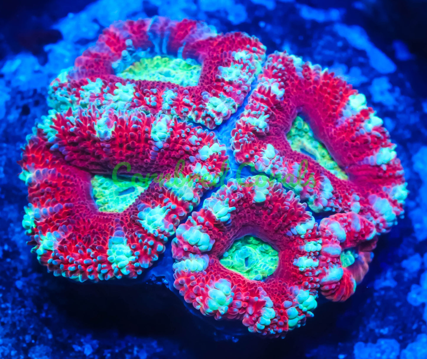 Cornbred's Melon Bomb Acan - WYSIWYG