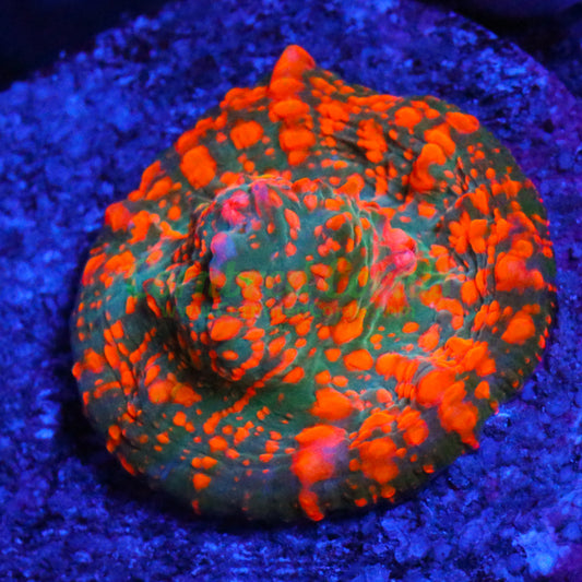 Cornbred's Miami Funk Chalice