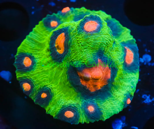 Cornbred's Miami Vice Chalice