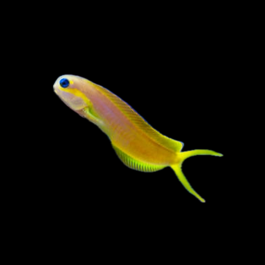 Midas Blenny