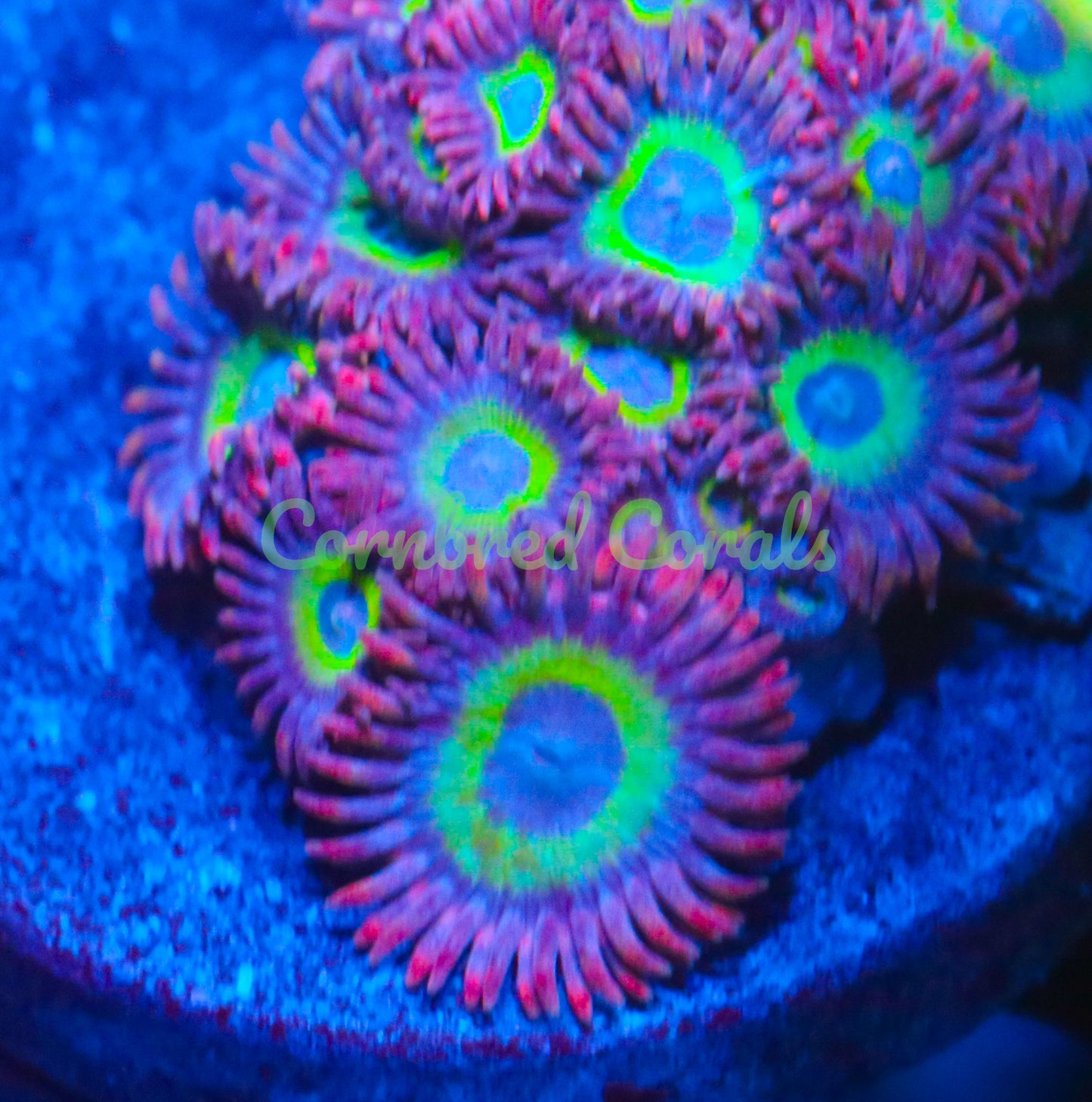 Cornbred's Miss Piggy Zoas - WYSIWYG