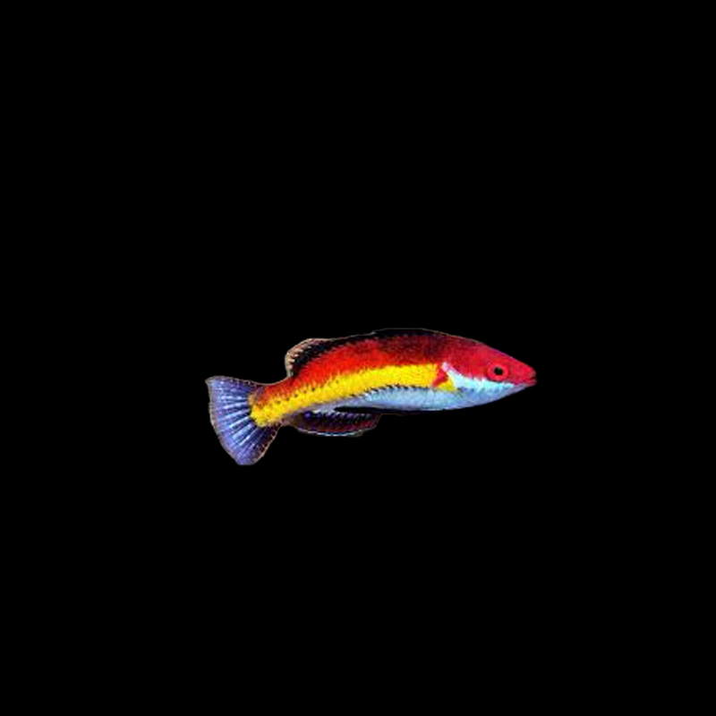 Naoko's Fairy Wrasse