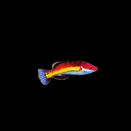 Naoko's Fairy Wrasse
