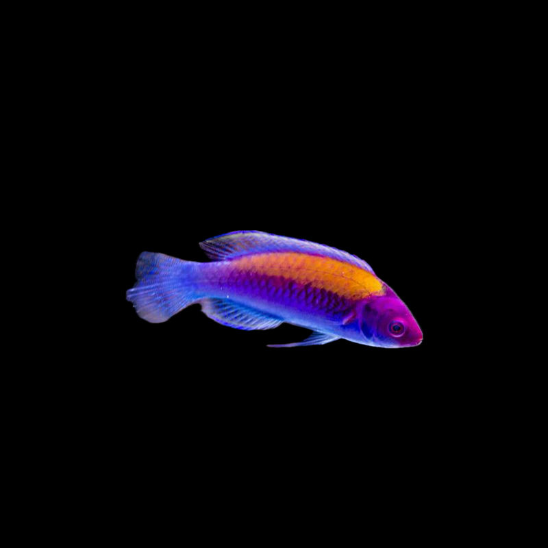 Orange Back Wrasse
