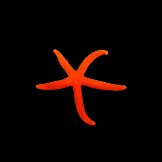 Orange Linkia Star Fish
