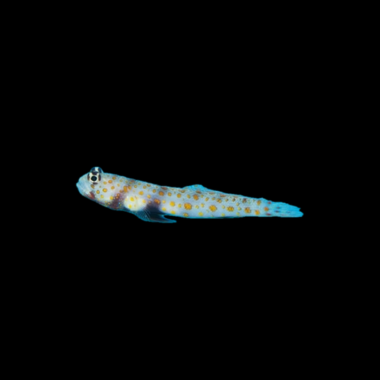 Orange Spotted Goby