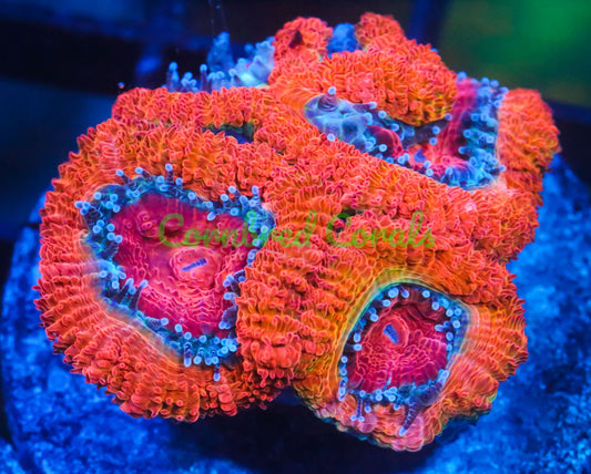 Cornbred's Orange Halo Acan