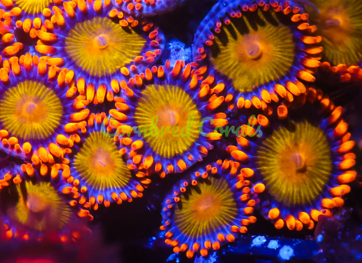 Cornbred's Orange Mandarin Zoas