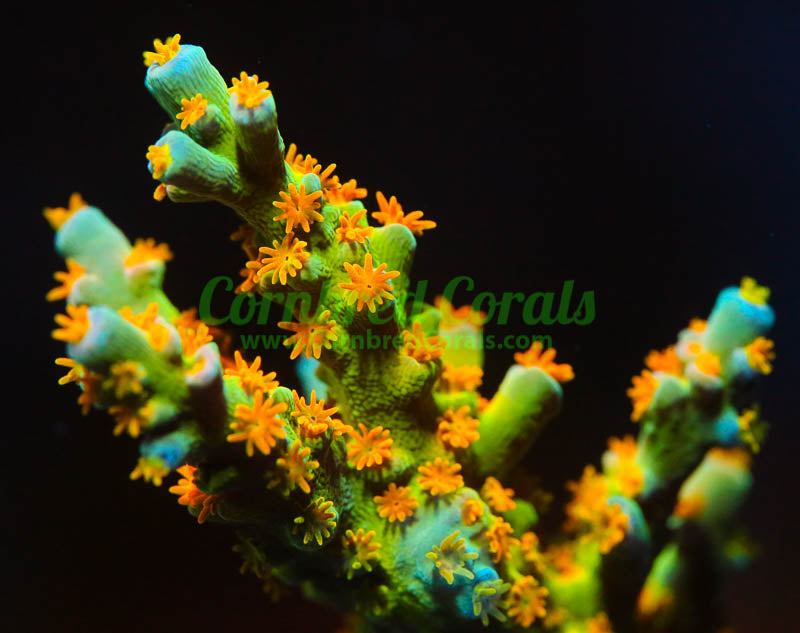 Cornbred's Orange Passion Acro - WYSIWYG