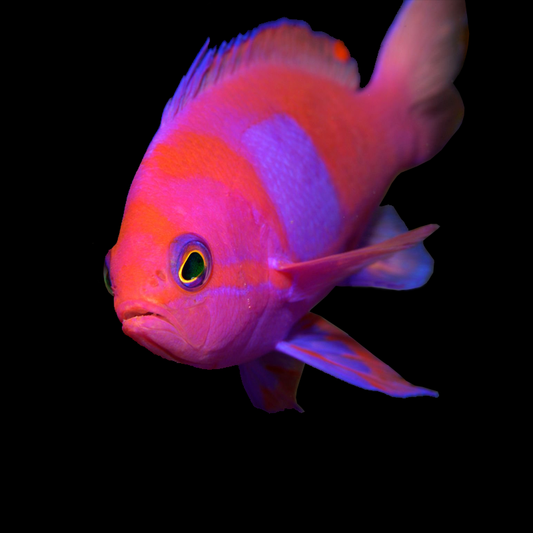 Pink Square Anthias - Indonesia