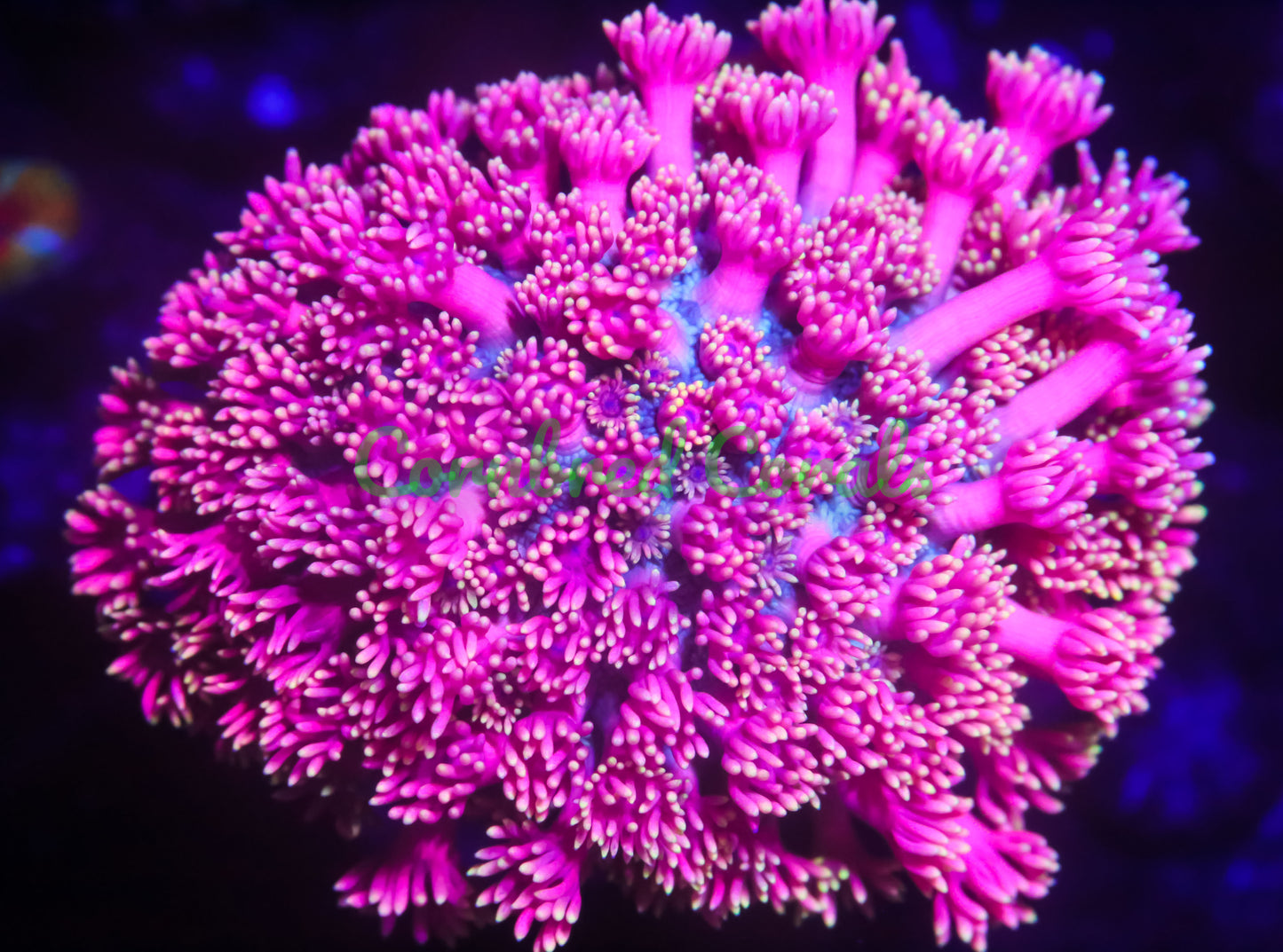 Cornbred's Pink Flamingo Gonipora