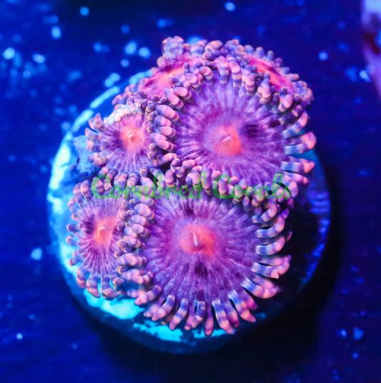 Cornbred's Pink Nebula Palys