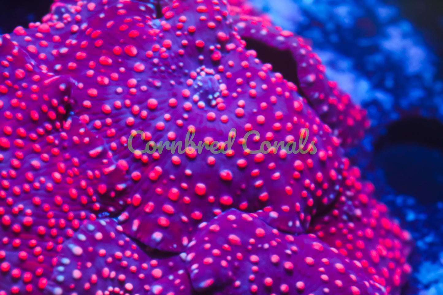 Cornbred's Pink Spot Discosoma Mushroom
