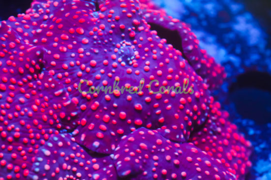 Cornbred's Pink Spot Discosoma Mushroom