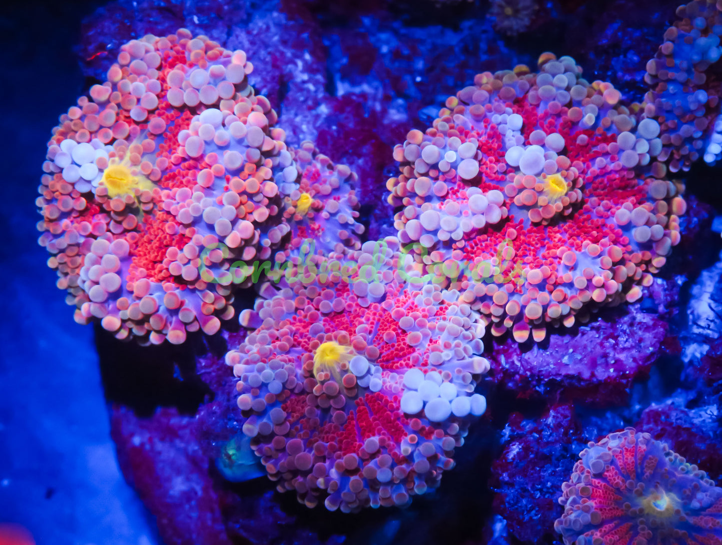 Cornbred's Pink Sugar Yuma Mushroom