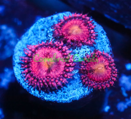 Cornbred's Playboy Bunny Palys