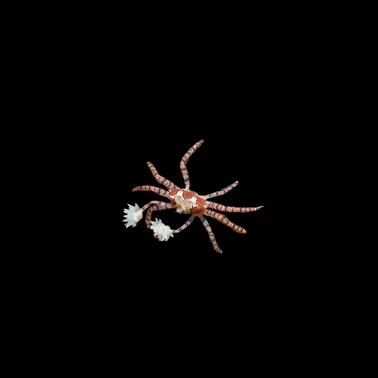 Pom Pom Crab